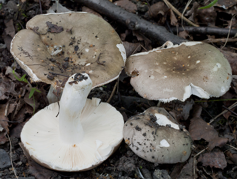 Russula anatina